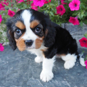 Cavalier King Charles Spaniel Puppy Alex