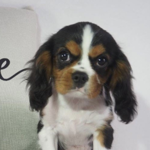 Cavalier King Charles Spaniel Puppy Alex