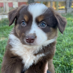 Australian Shepherd Puppy Zach