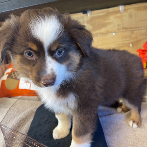 Australian Shepherd Puppy Zach