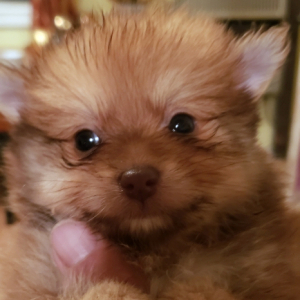 Pomeranian Puppy Danny