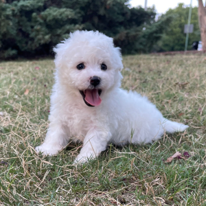 Bichon Frise Puppy Abby