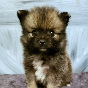 Pomeranian Puppy Stealth