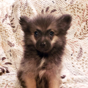 Pomeranian Puppy Hayven