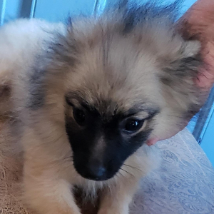 Pomeranian Puppy Hayven