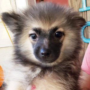 Pomeranian Puppy Hayven
