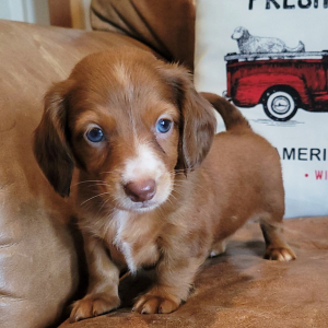 Dachshund Puppy Autumn