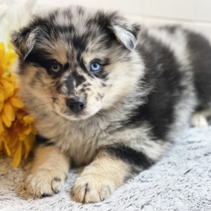 Pomsky Puppy Jasper