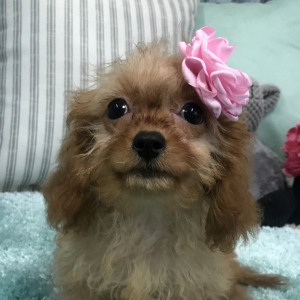 Cavapoo Puppy Patti