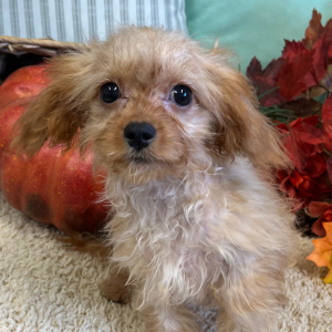 Cavapoo Puppy Patti