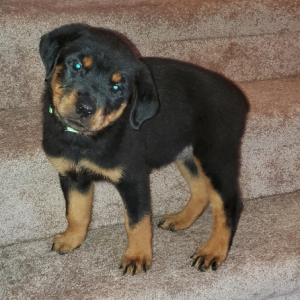 Rottweiler Puppy Mia