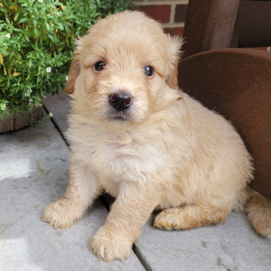 Goldendoodle Puppy Ralph