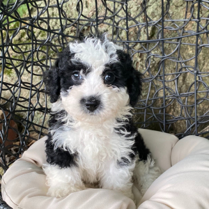 Sheepadoodle Puppy Theo