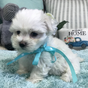 Maltese Puppy Jasper