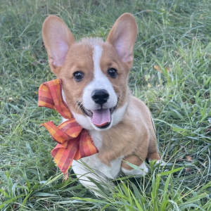 Pembroke Welsh Corgi Puppy Jeffery