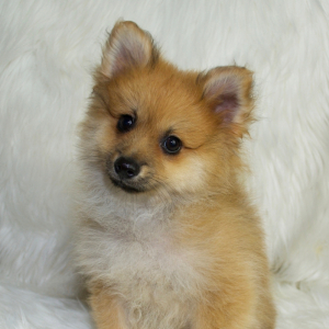 Pomeranian Puppy Tye