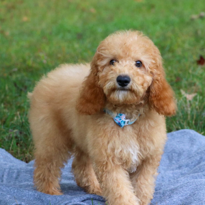 Poodle Puppy Lane