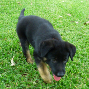 German Shepherd Dog Puppy Silver Bullet