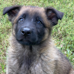 German Shepherd Dog Puppy Brady