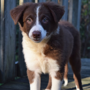 Border Collie Puppy Paris