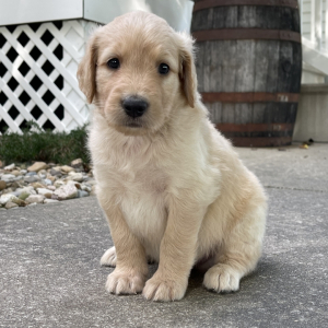Goldendoodle Puppy Andie