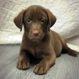 Labrador Retriever Puppy Jan