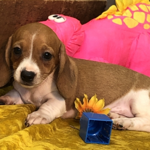 Dachshund Puppy Carla