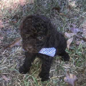 Labradoodle Puppy Dexter