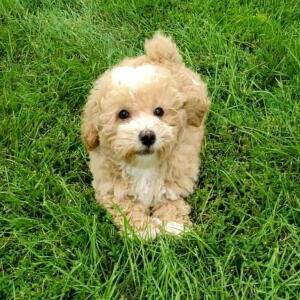 Bichonpoo Puppy Hawkeye