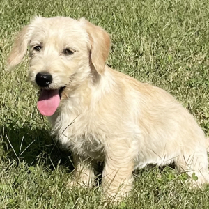 Labradoodle Puppy Casper