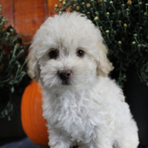 Poodle Puppy Cashew