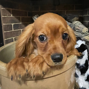 Cavalier King Charles Spaniel Puppy Duke Albert
