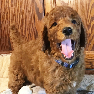 Poodle Puppy Earl