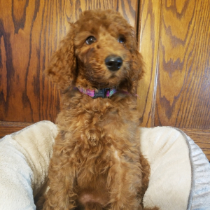 Poodle Puppy Earl