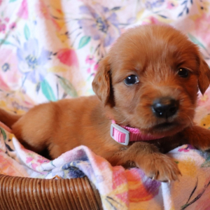 Golden Retriever Puppy Cher