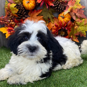 Havanese Puppy Jeffrey