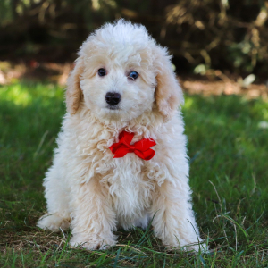 Bichonpoo Puppy Dallas