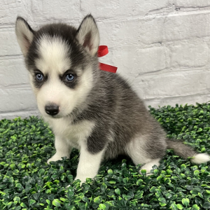 Siberian Husky Puppy Katie