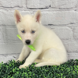 Siberian Husky Puppy Winter