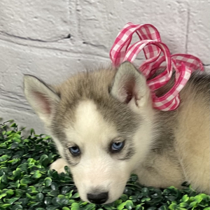 Siberian Husky Puppy Autumn