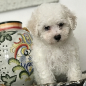 Bichon Frise Puppy Rosey