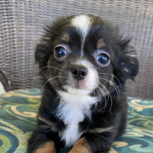 Chihuahua Puppy Darci