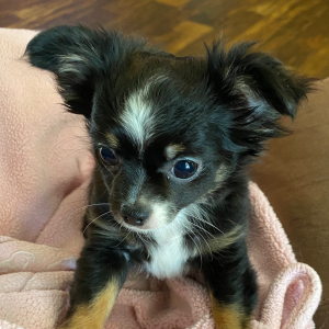 Chihuahua Puppy Darci