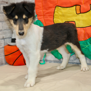 Collie Puppy Jonah