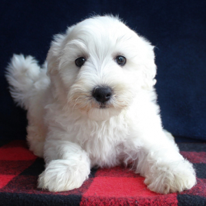 Havanese Puppy Louis