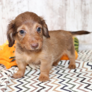 Dachshund Puppy Mocha