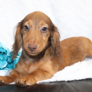 Dachshund Puppy Mocha