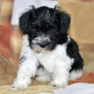 Miniature Schnauzer Puppy Waylon