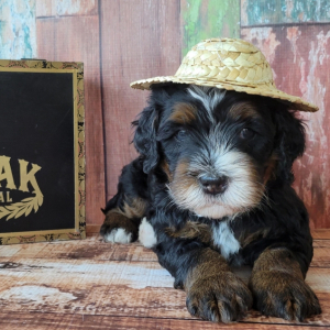 Bernedoodle Puppy Tabak Especial