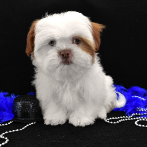 Shih Tzu Puppy Tinker